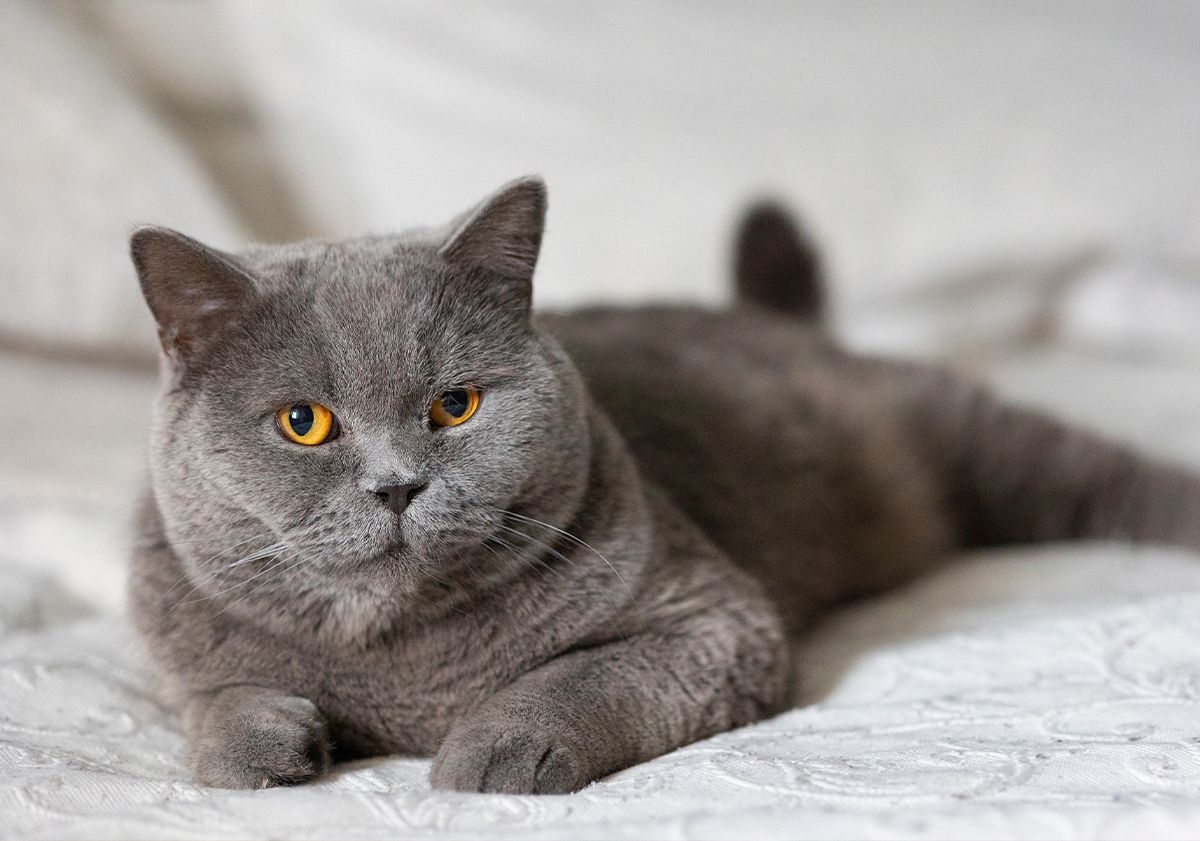 British shorthair