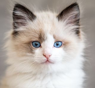 Un Ragdoll regardant droit devant lui 