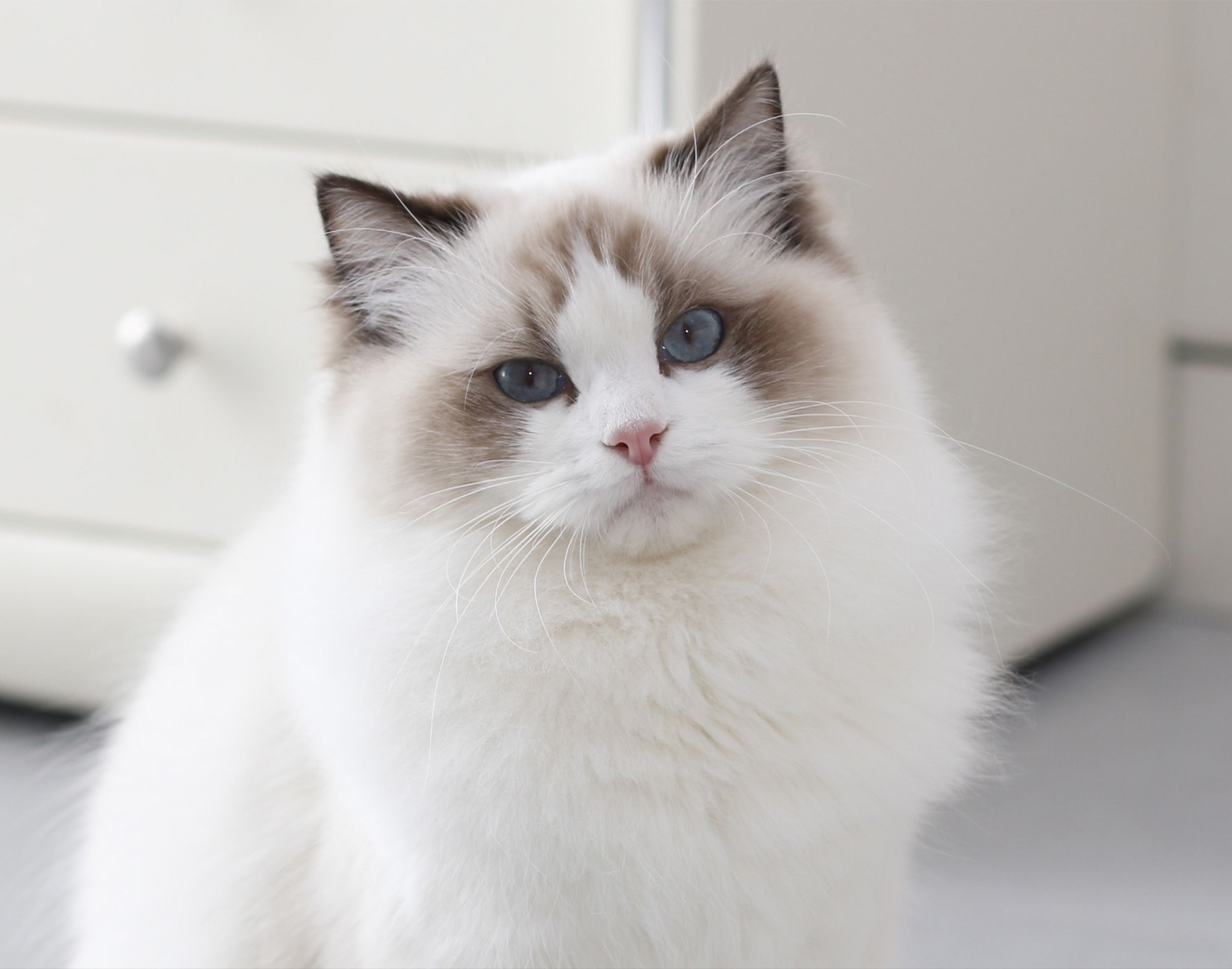 Ragdoll assis dans une maison