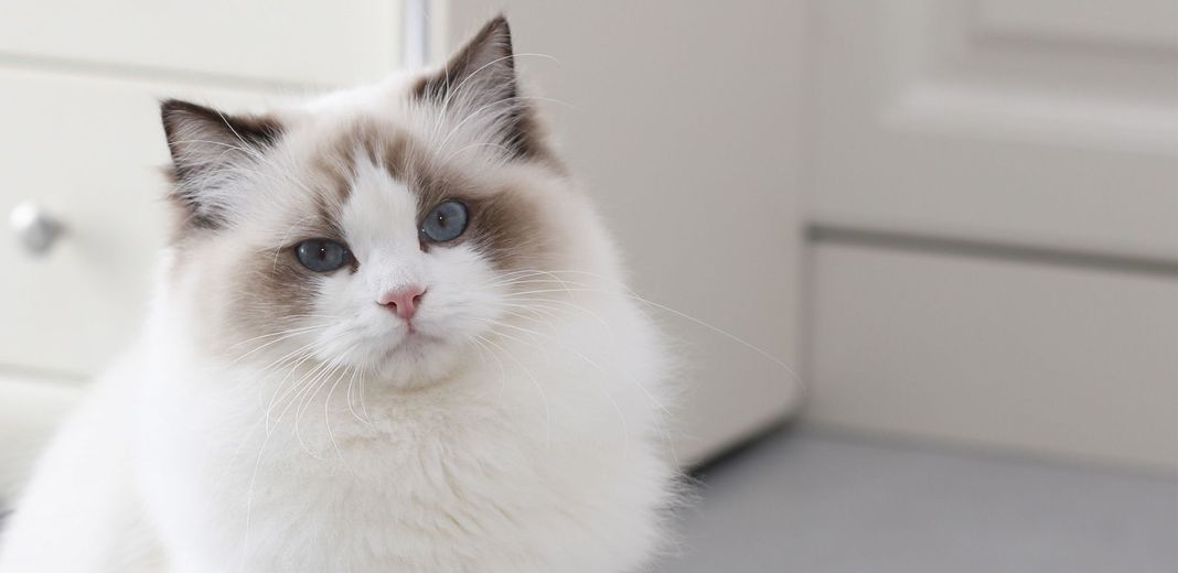 Un ragdoll, en position assise en intérieur 