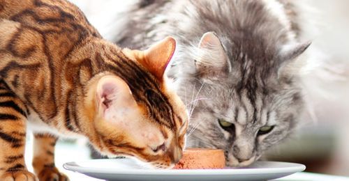 L'Alimentation Chat Naturelle : quels avantages et bienfaits ? –