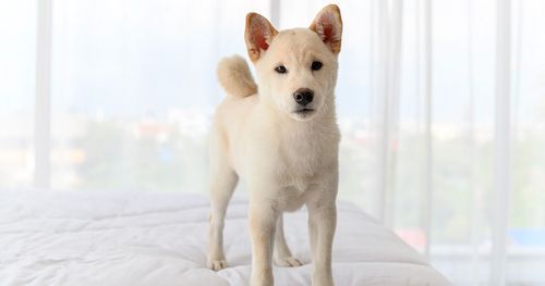 Le Shiba Inu  Ses origines & caractéristiques et son éducation - Blog  Ultra Premium Direct