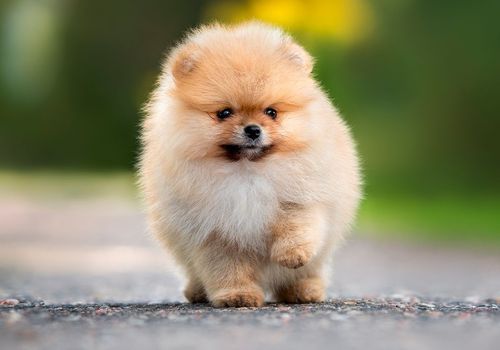 Le Spitz Nain Pomeranien, tout savoir sur la star des chiens toy.