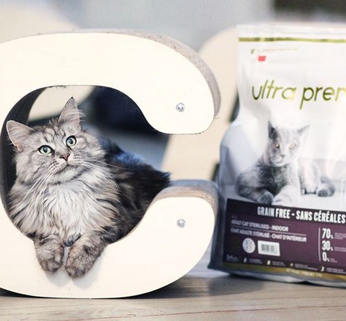 Dites « miaou » à la ronron-thérapie ! - Blog Ultra Premium Direct