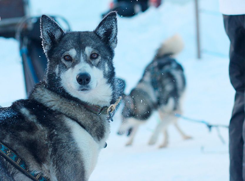 chien de traîneau dans la neige