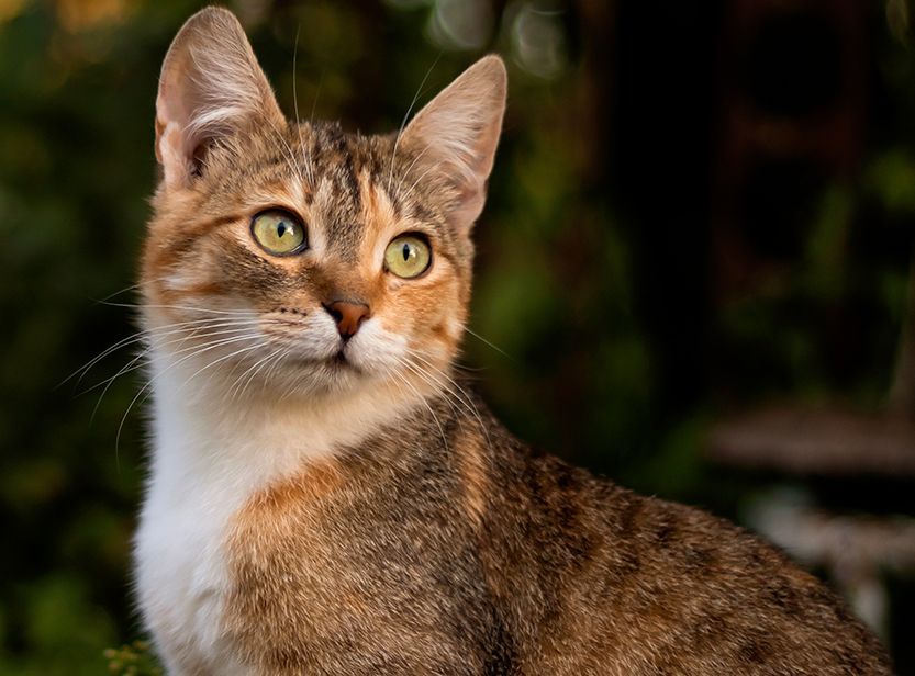 Chat en extérieur