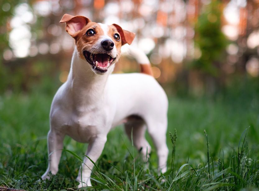 Jack russell en pleine nature