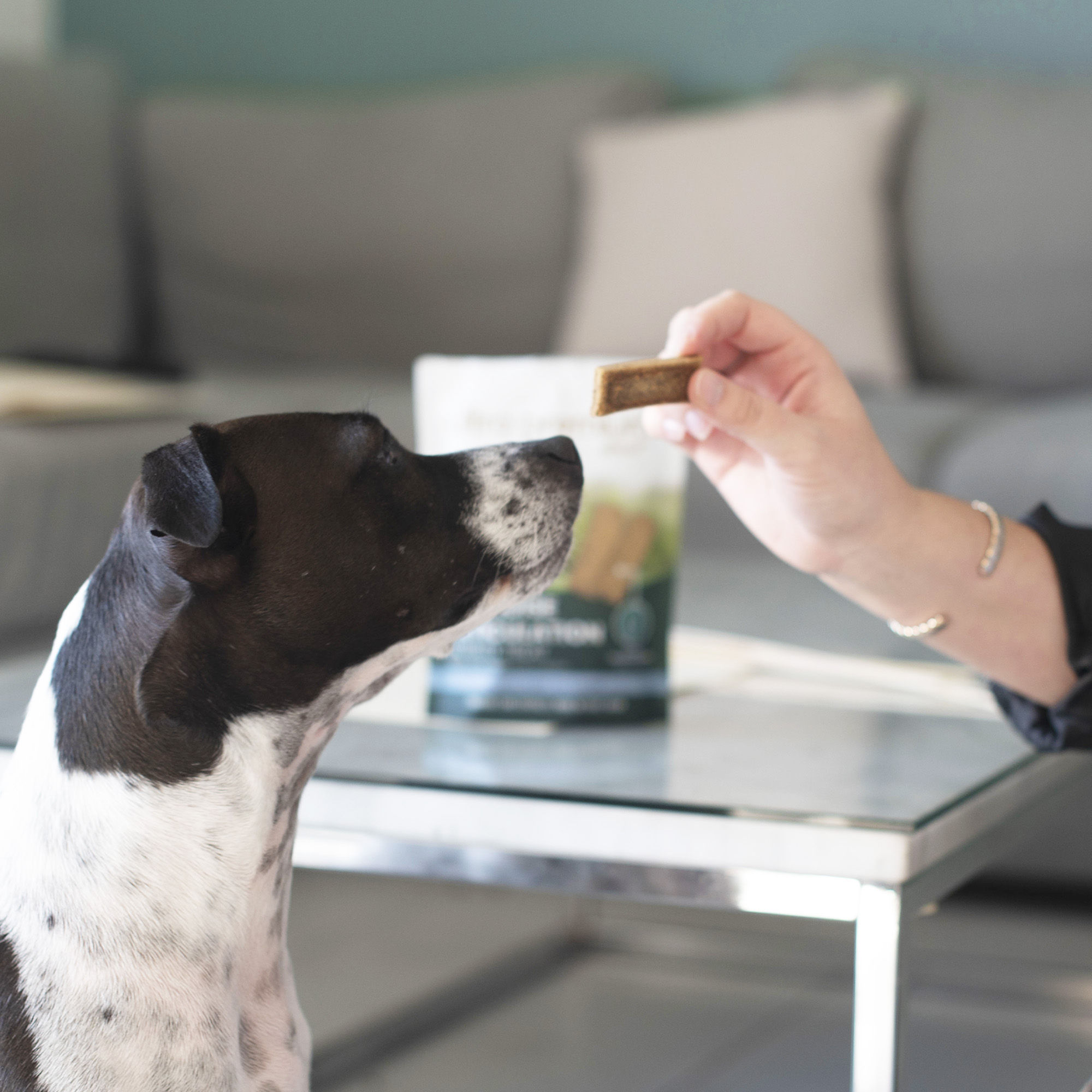 SOUPLESSE ET ARTICULATION pour chien et chat - Poudre en pot de 100g