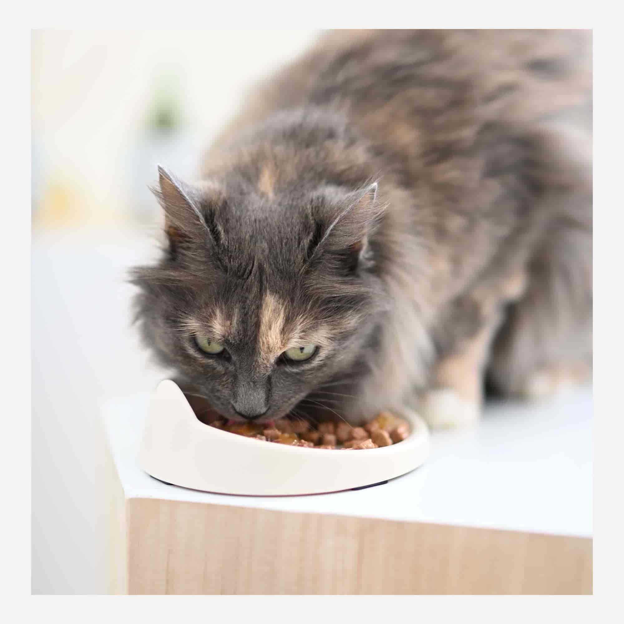 AUCHAN Emincés en gelée viandes pour chat 12x100g pas cher 