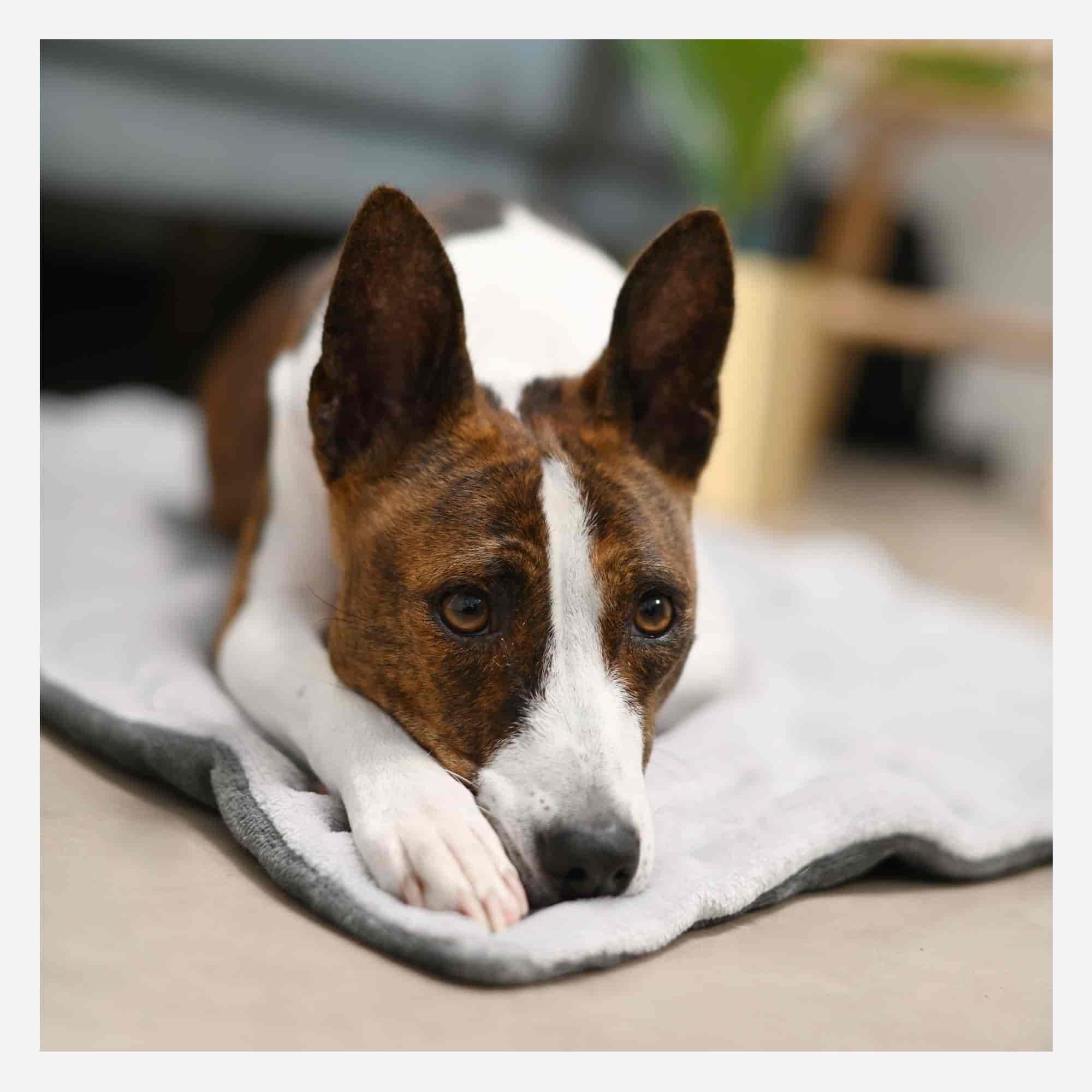 Quels sont les chiens qui restent petits toute leur vie ?, image size:2000x2000