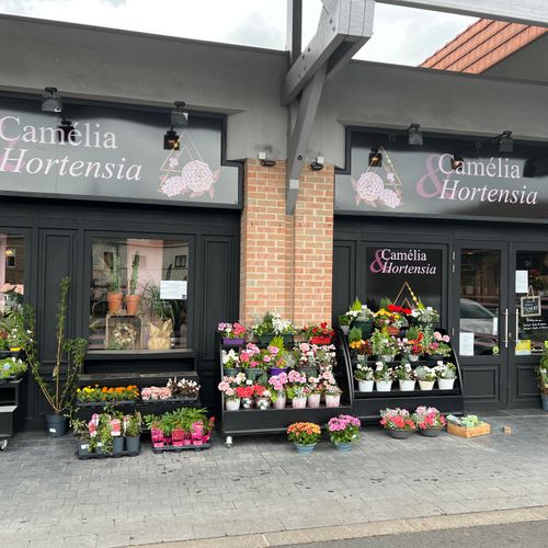 Tout savoir sur Camélia et Hortensia , ses produits et ses bons plans