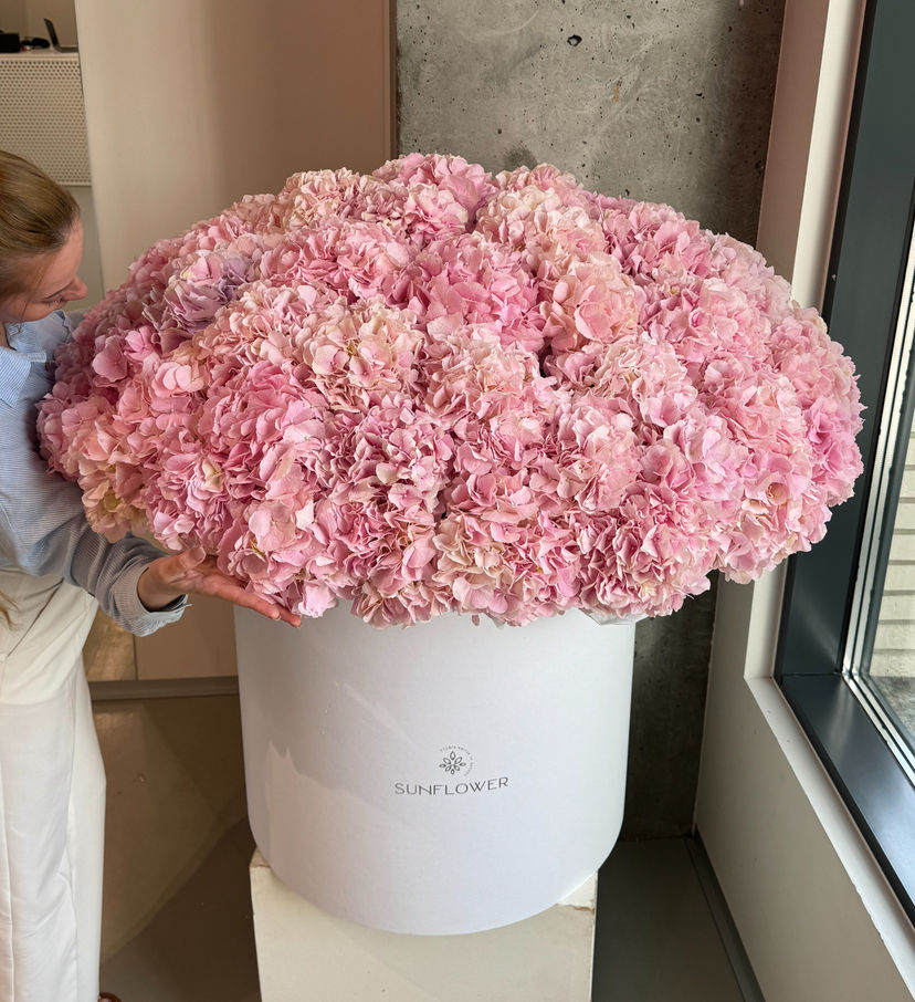 101 Verena Hydrangeas in XL Satin Box