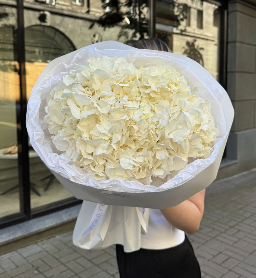 Hydrangea Holland white