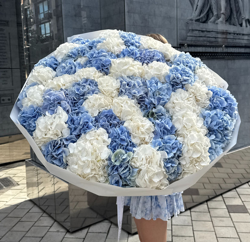Bouquet of 51 Blue & White Verena Hydrangeas