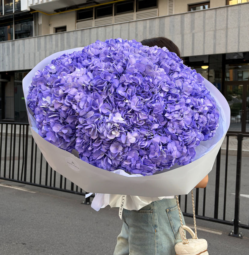 Hydrangea Colombia Lilac