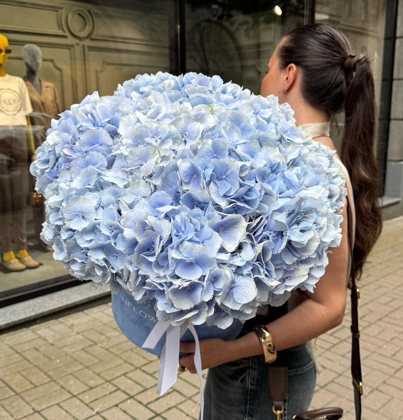Blue Verena Hydrangeas in Velvet Box