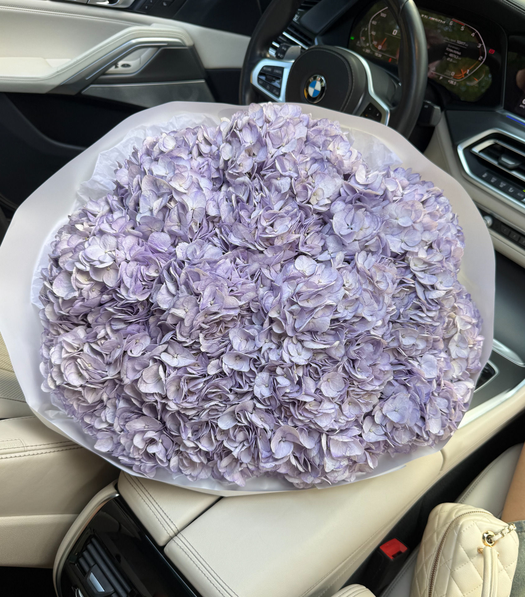 Hydrangea Colombia Lavander