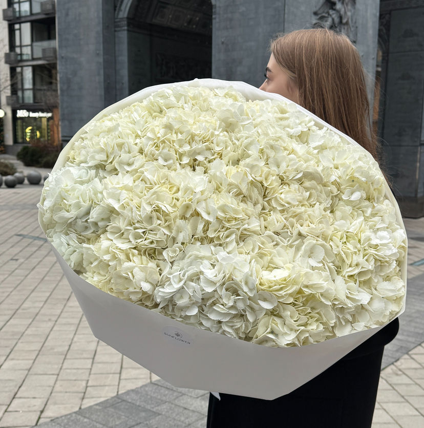Hydrangea Colombia white