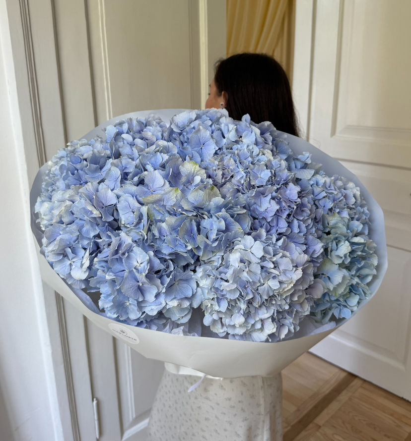 Hydrangea Holland blue