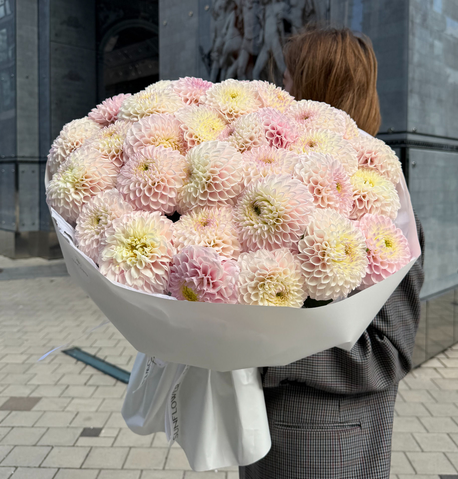 Жоржина  Pink Perl