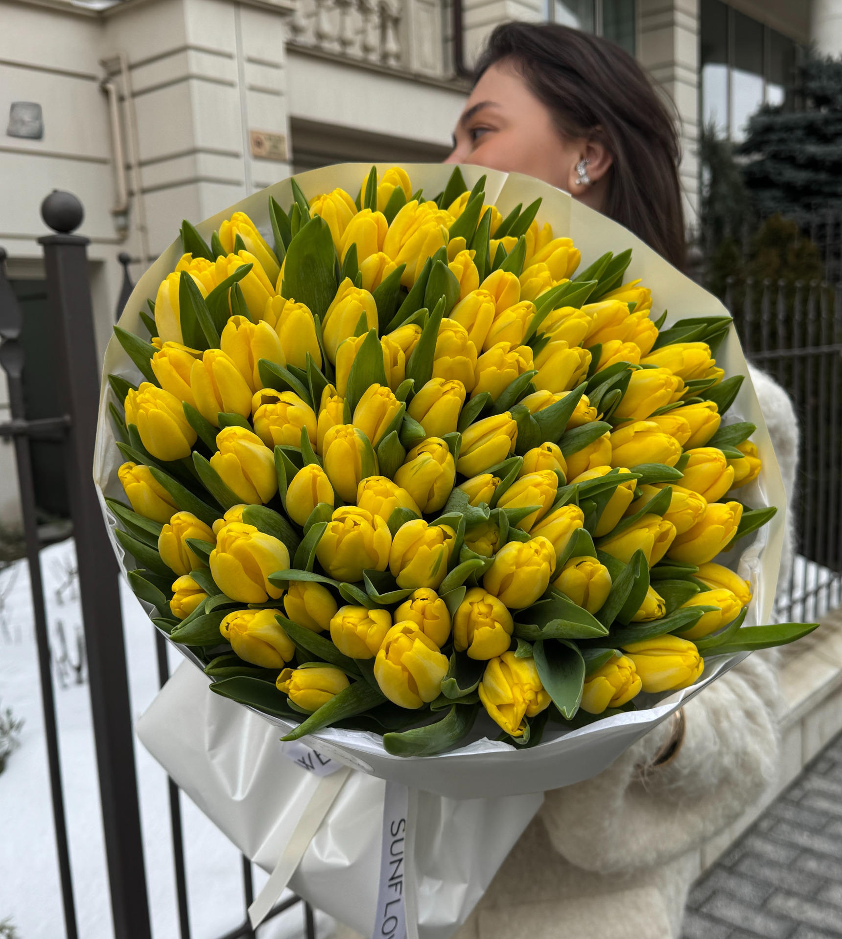Tulips Antarctica Sun