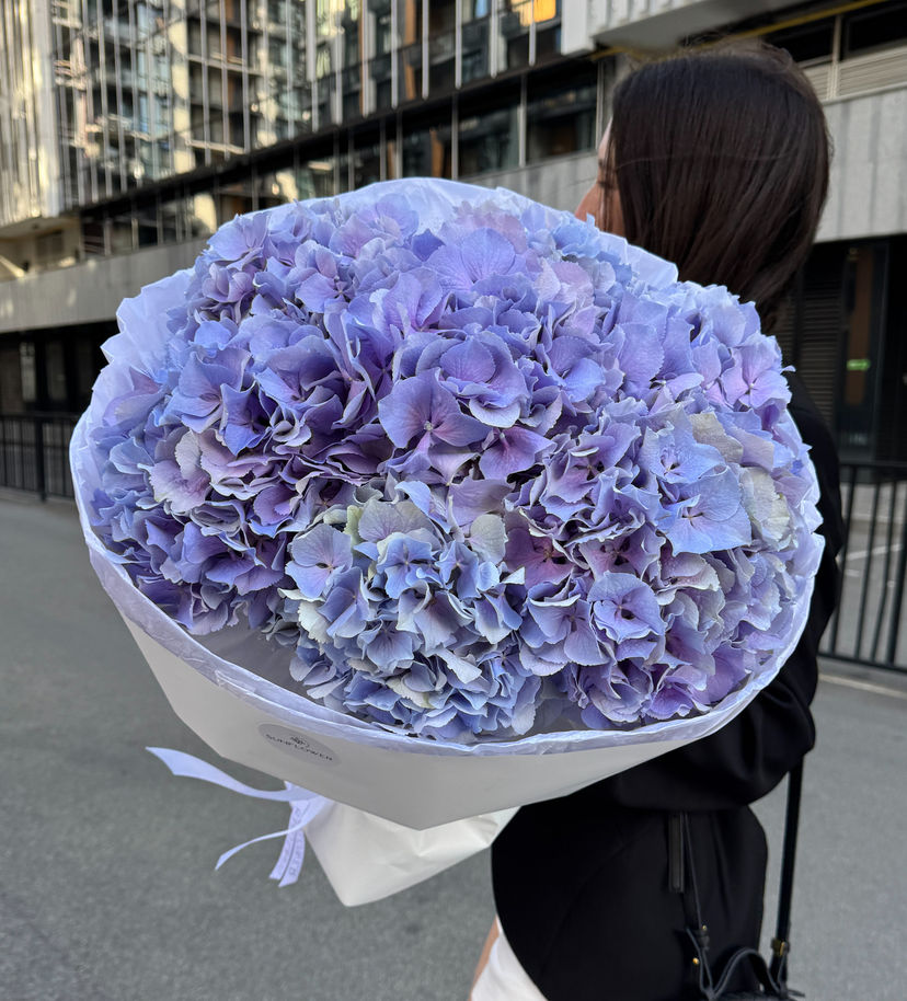 Hydrangea Holland Royal Benefit