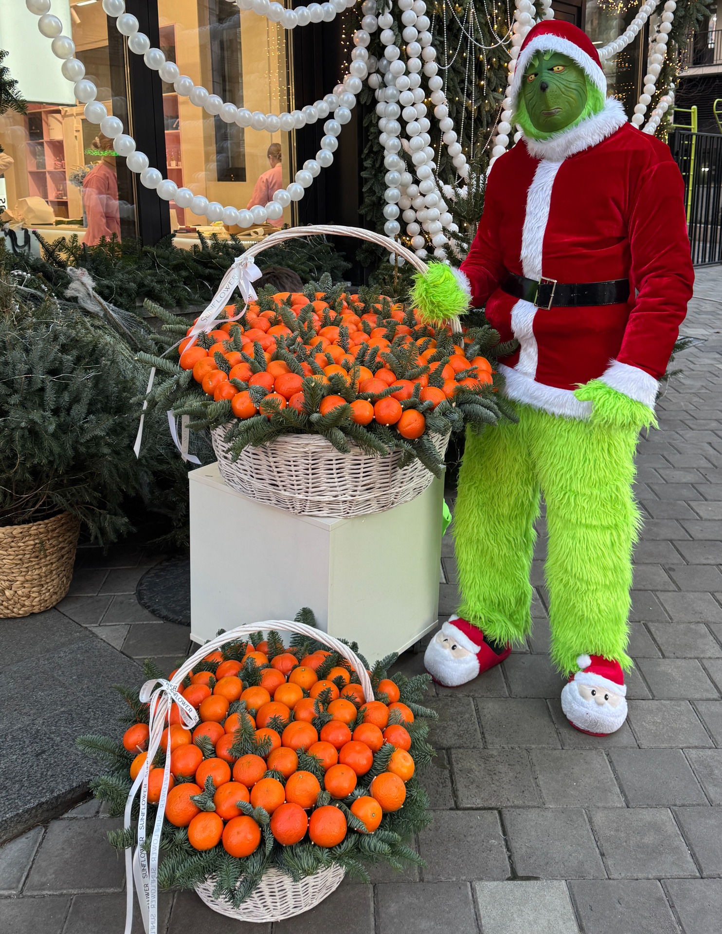 Composition of tangerines and pine needles in 2 sizes