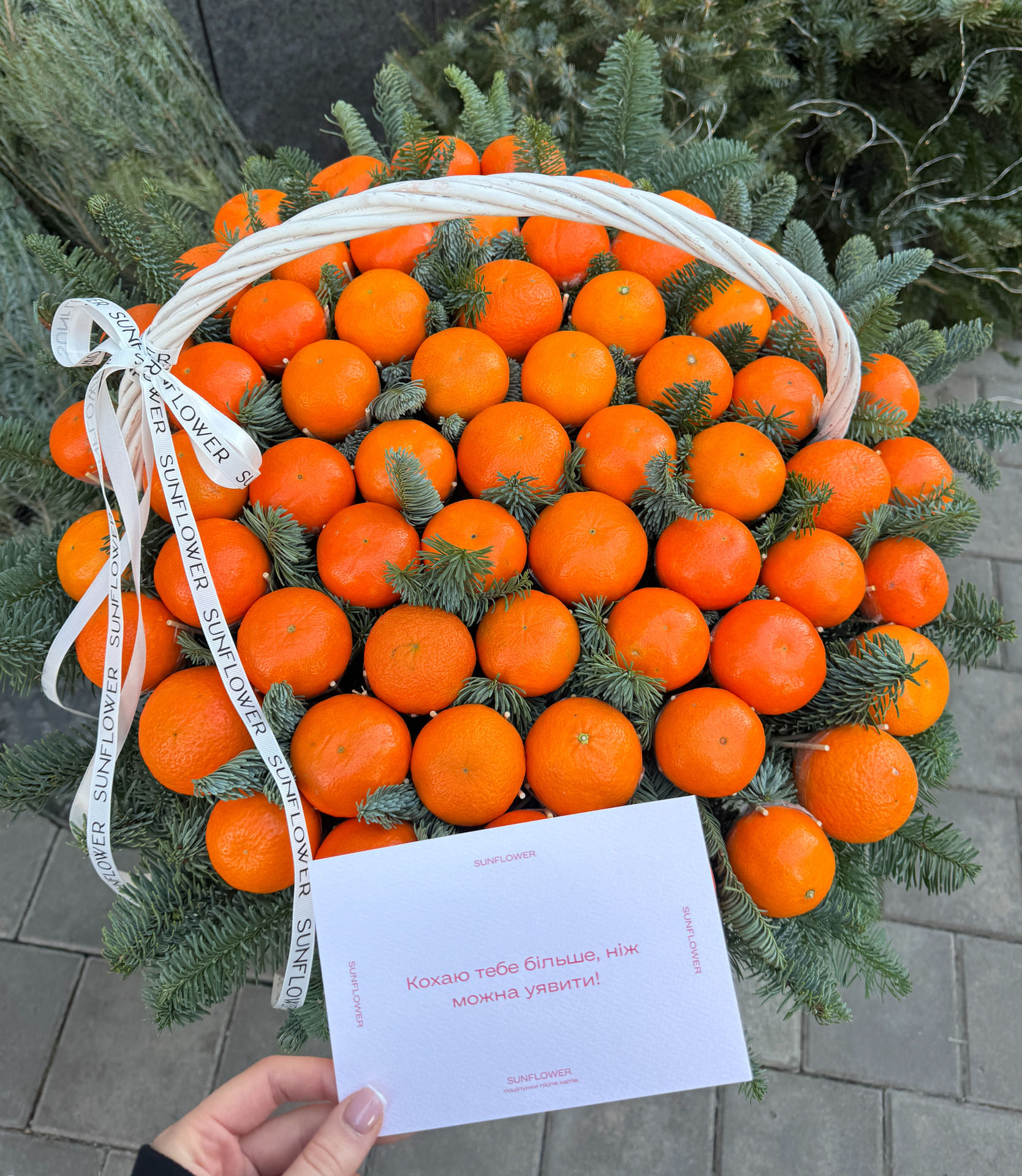 Composition of tangerines and pine needles in 2 sizes