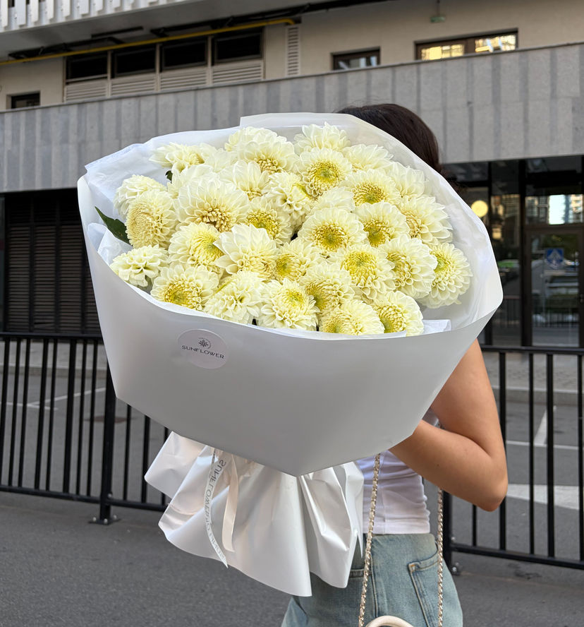 Dahlia  Boom Boom White