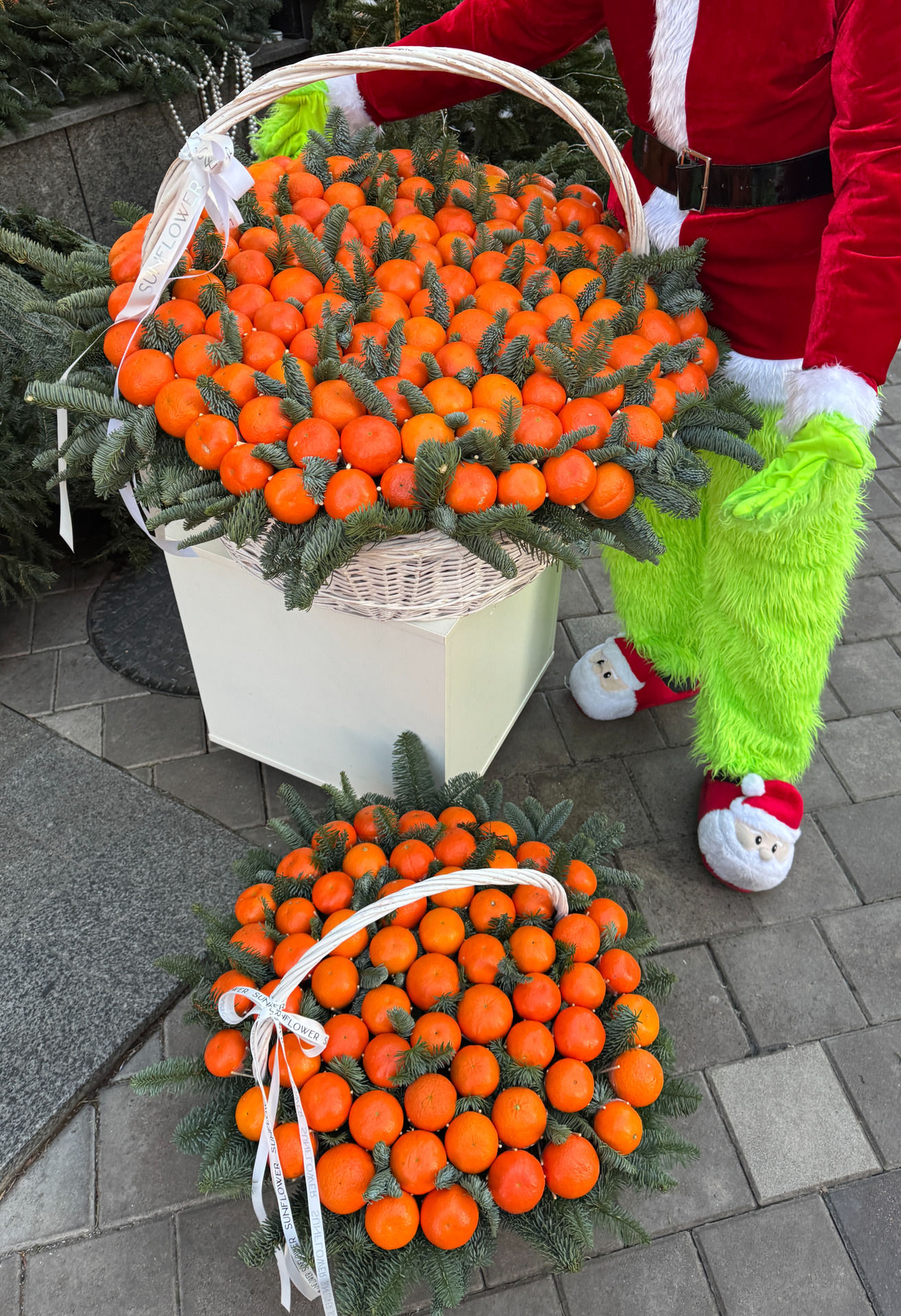 Composition of tangerines and pine needles in 2 sizes
