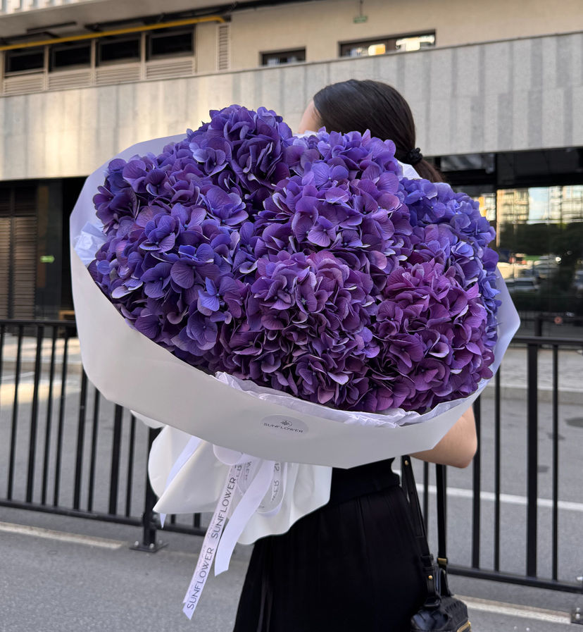 Hydrangea Holland Devine