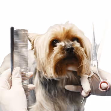 Buy Trusted Pet Grooming Products Online