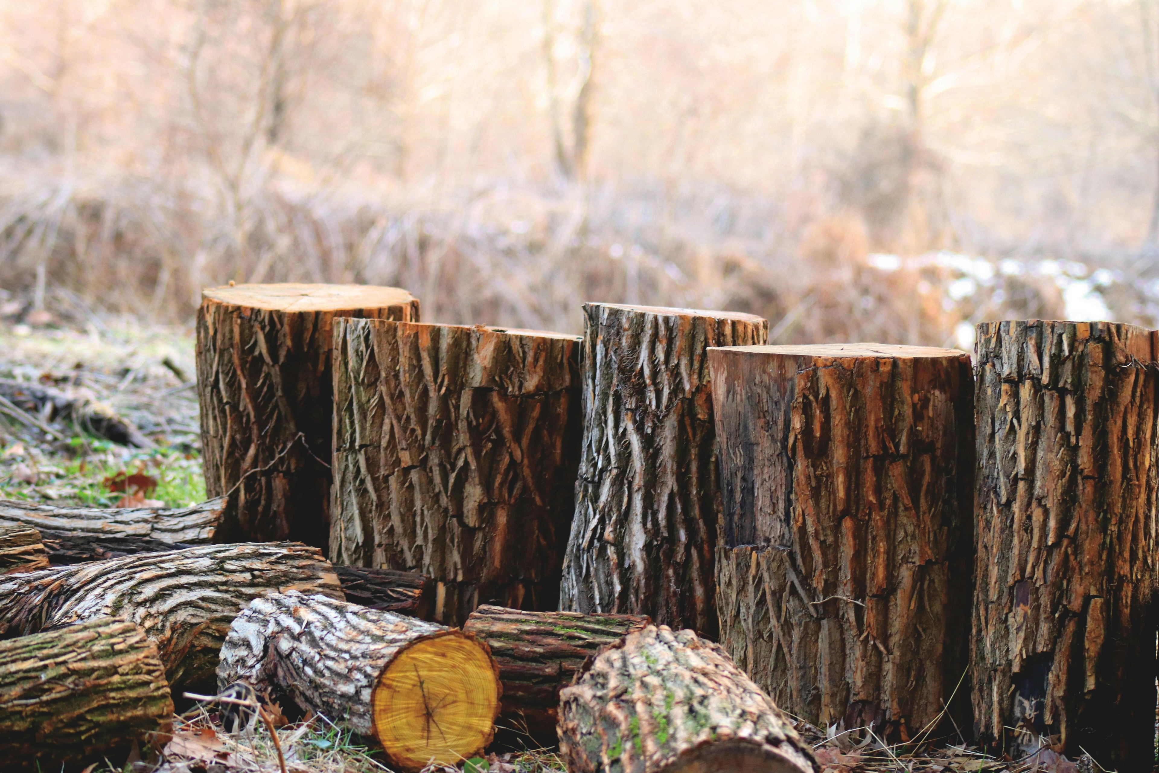 Some cut up logs