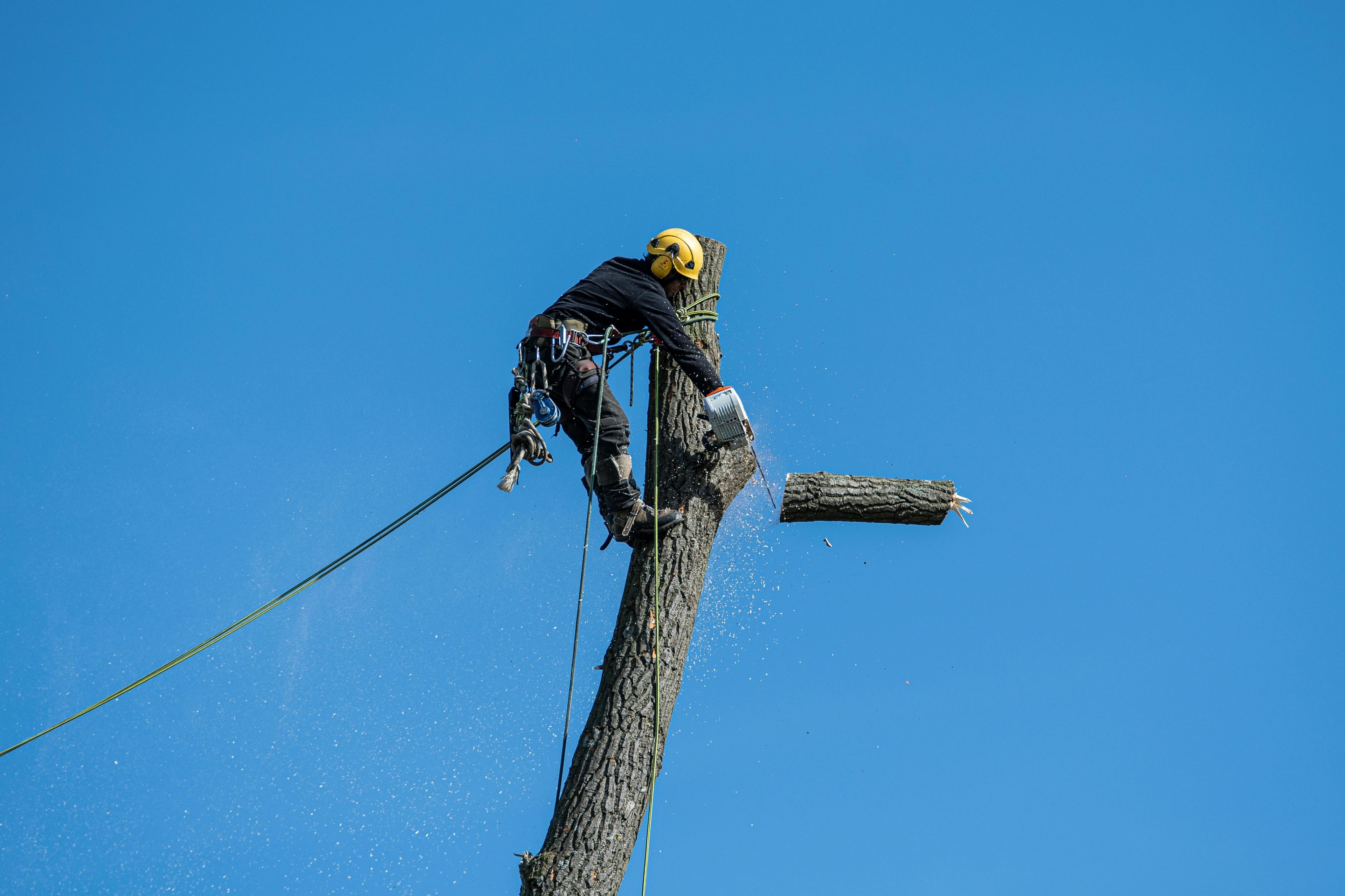 chainsaw cutting log