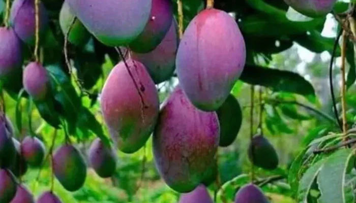 مہنگا ترین میازاکی آم