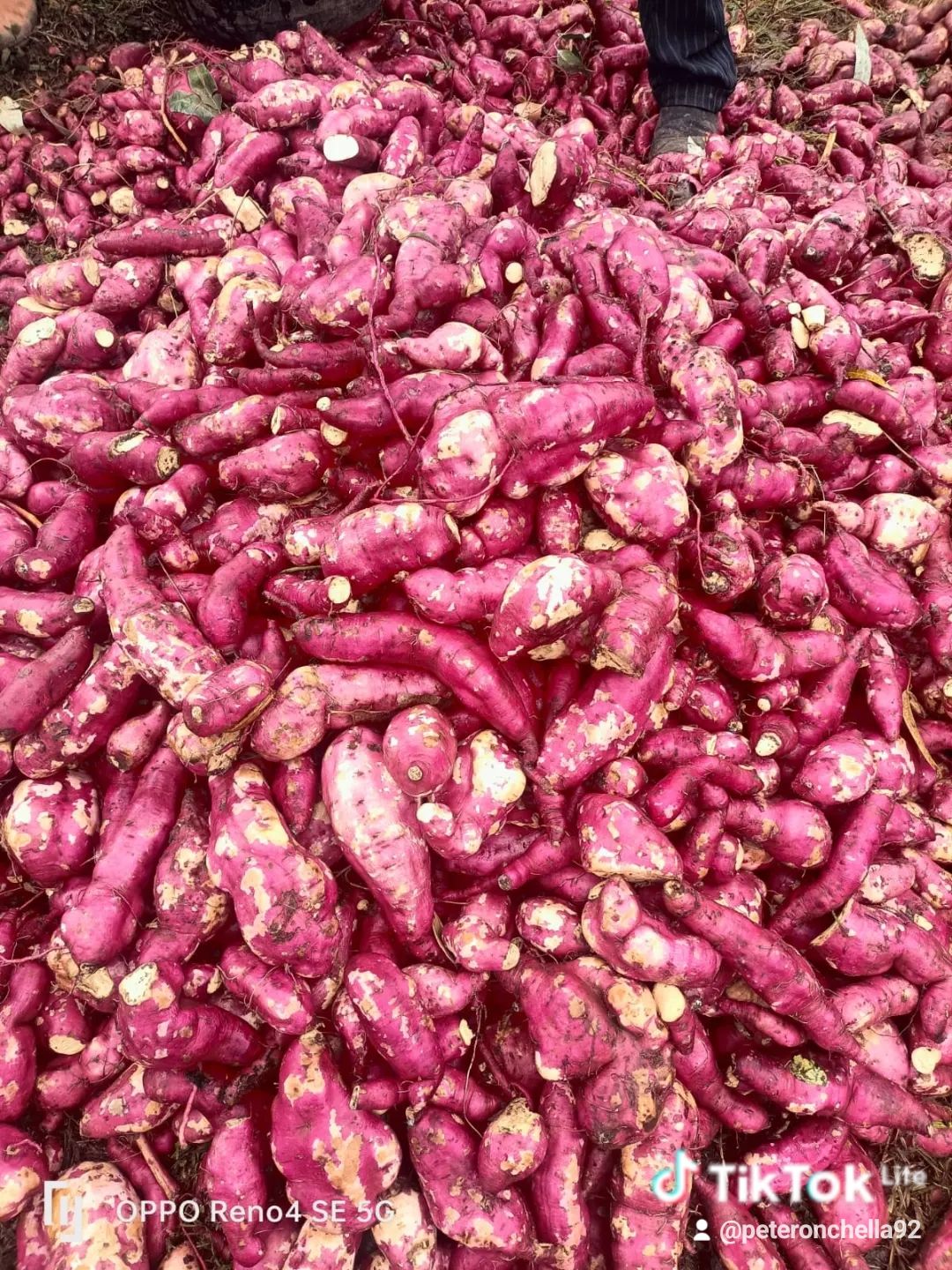 Sweet Potatoes(ngwacii)