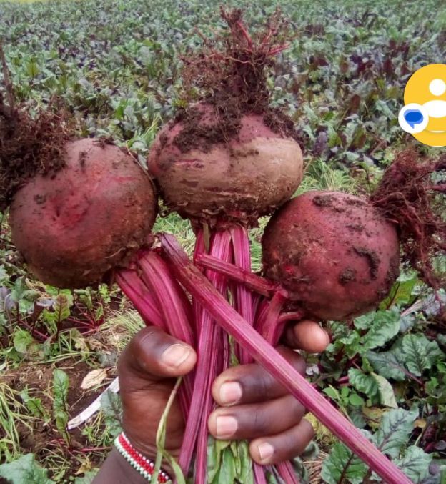Beetroot