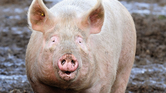 Large white pig