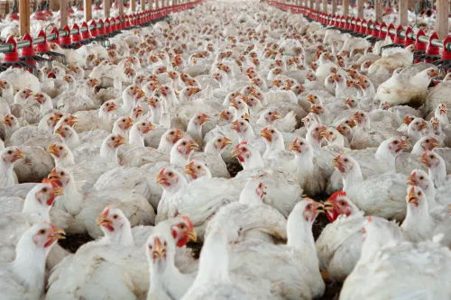 Broiler chicken