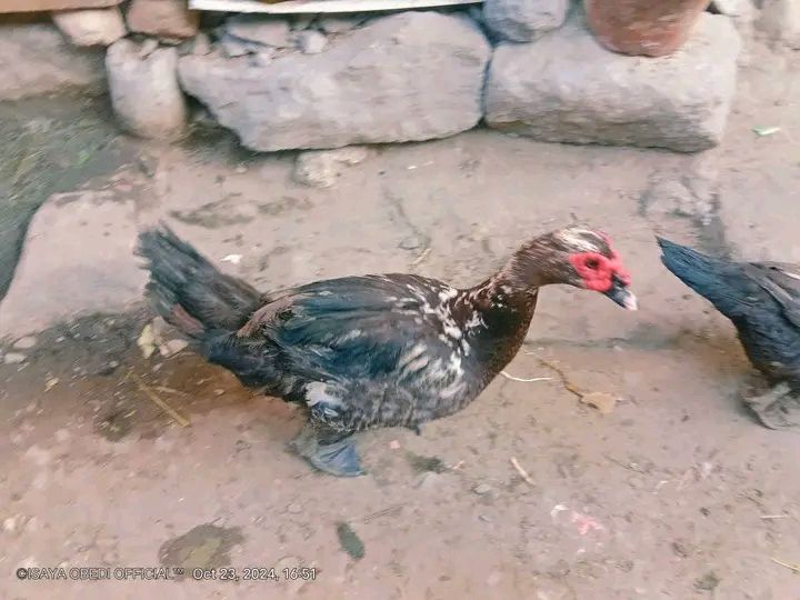 3.8kg Muscovy duck