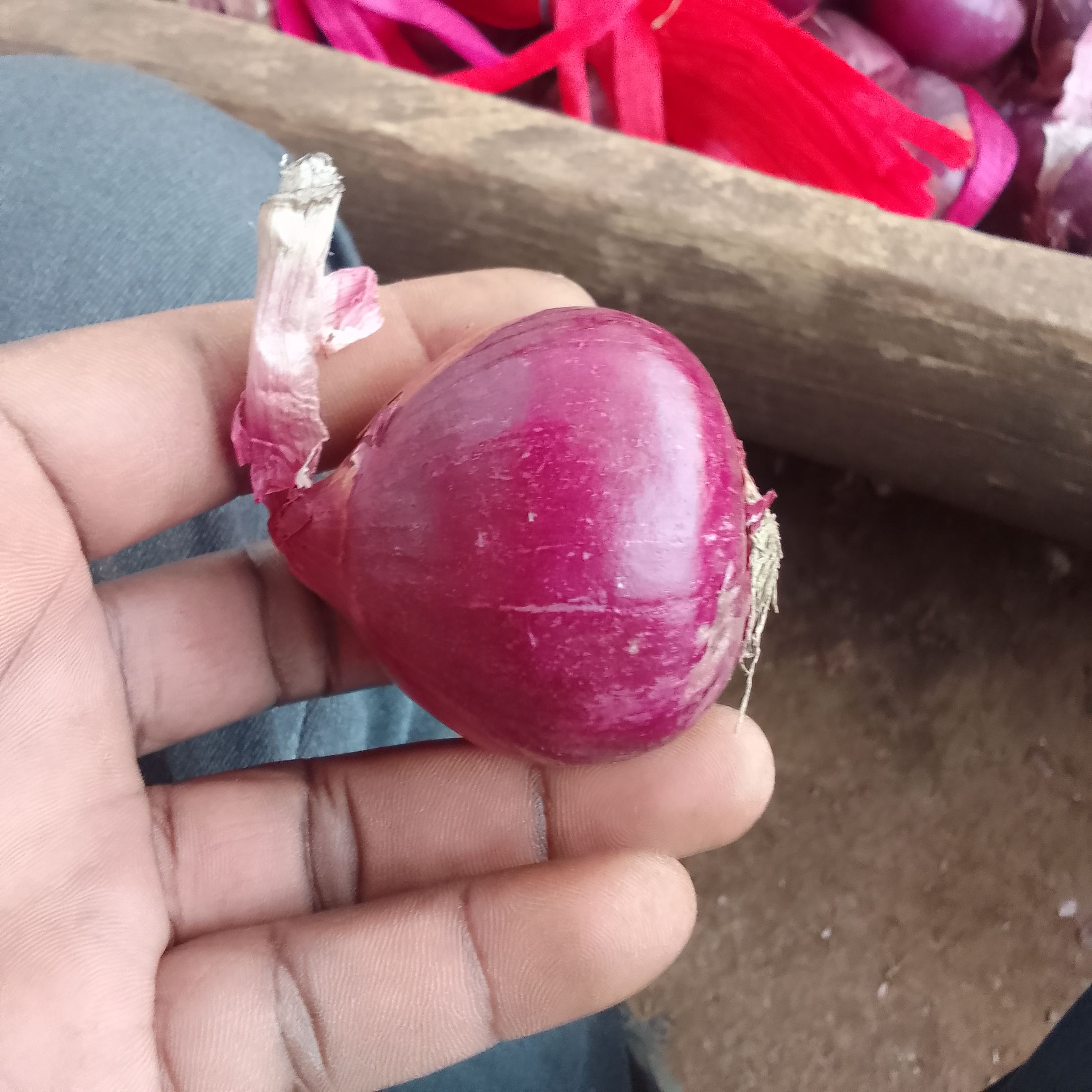 Onion