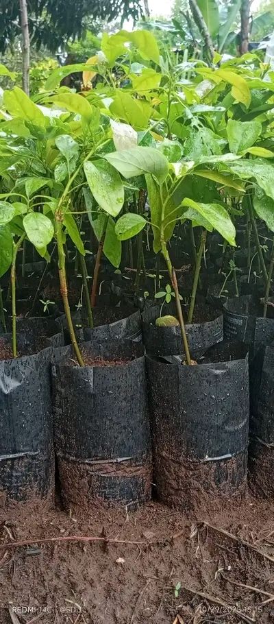 Grafted Avocado seedlings