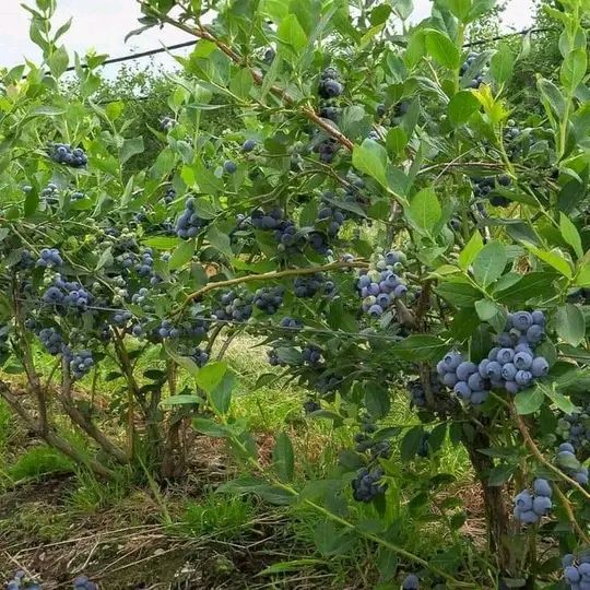 Blueberries seedlings