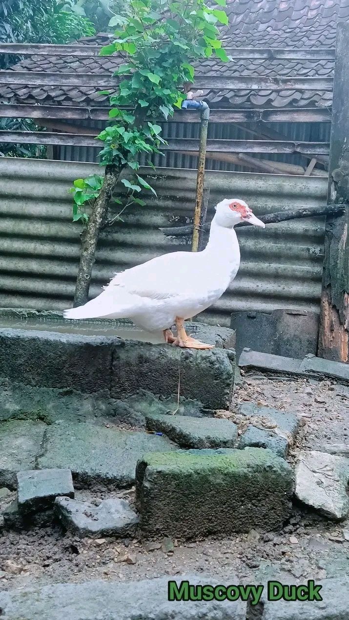 MUSCOVY DUCK - 750.00 KSh