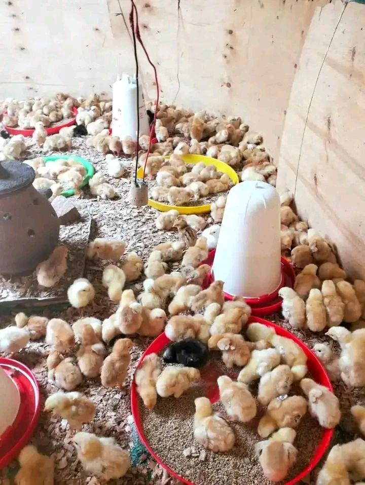 3 DAYS OLD IMPROVED KIENYEJI CHICKS - 100.00 KSh