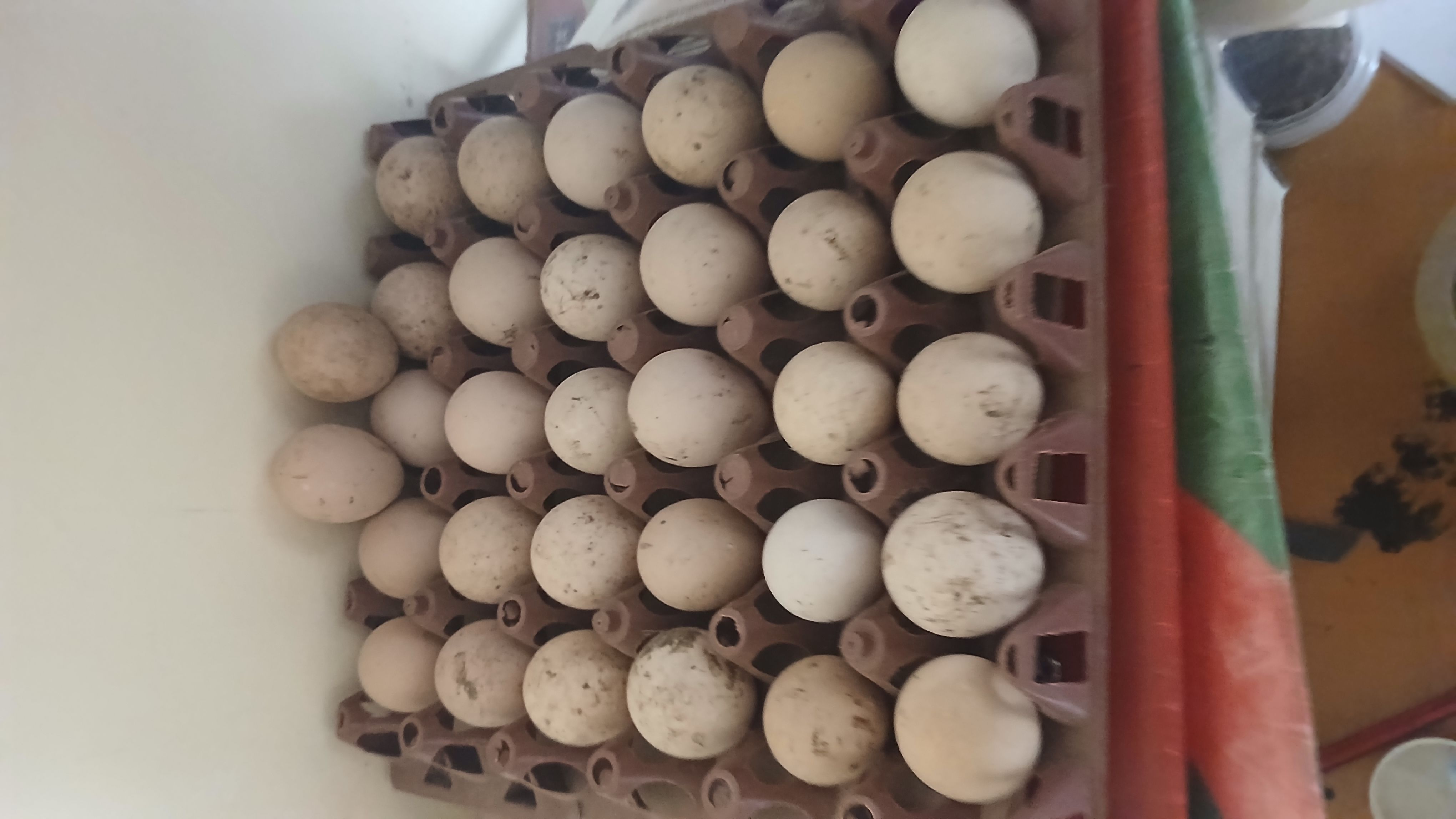 Eggs