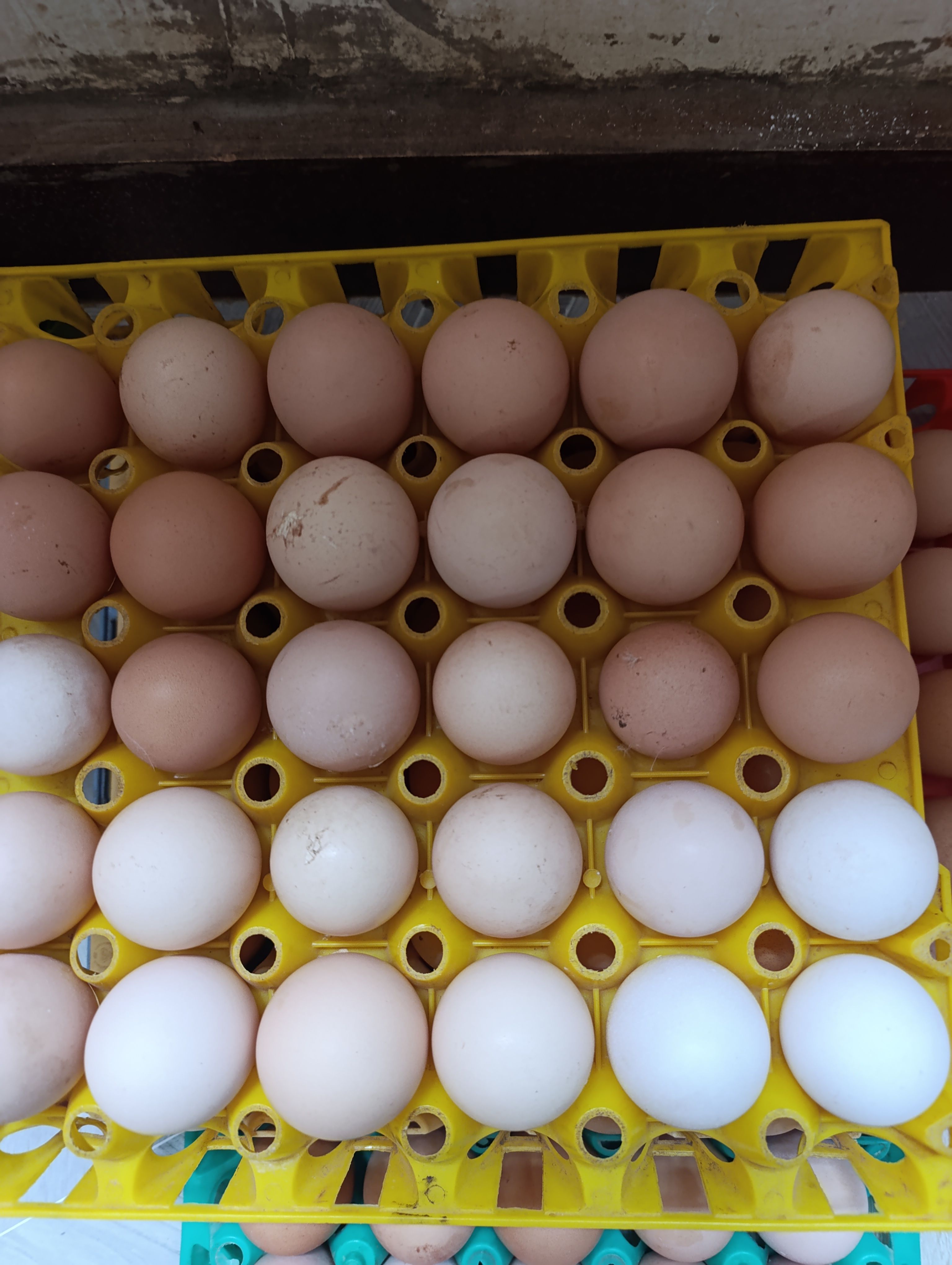FERTILIZED KARI EGGS – 1000.00 KSh