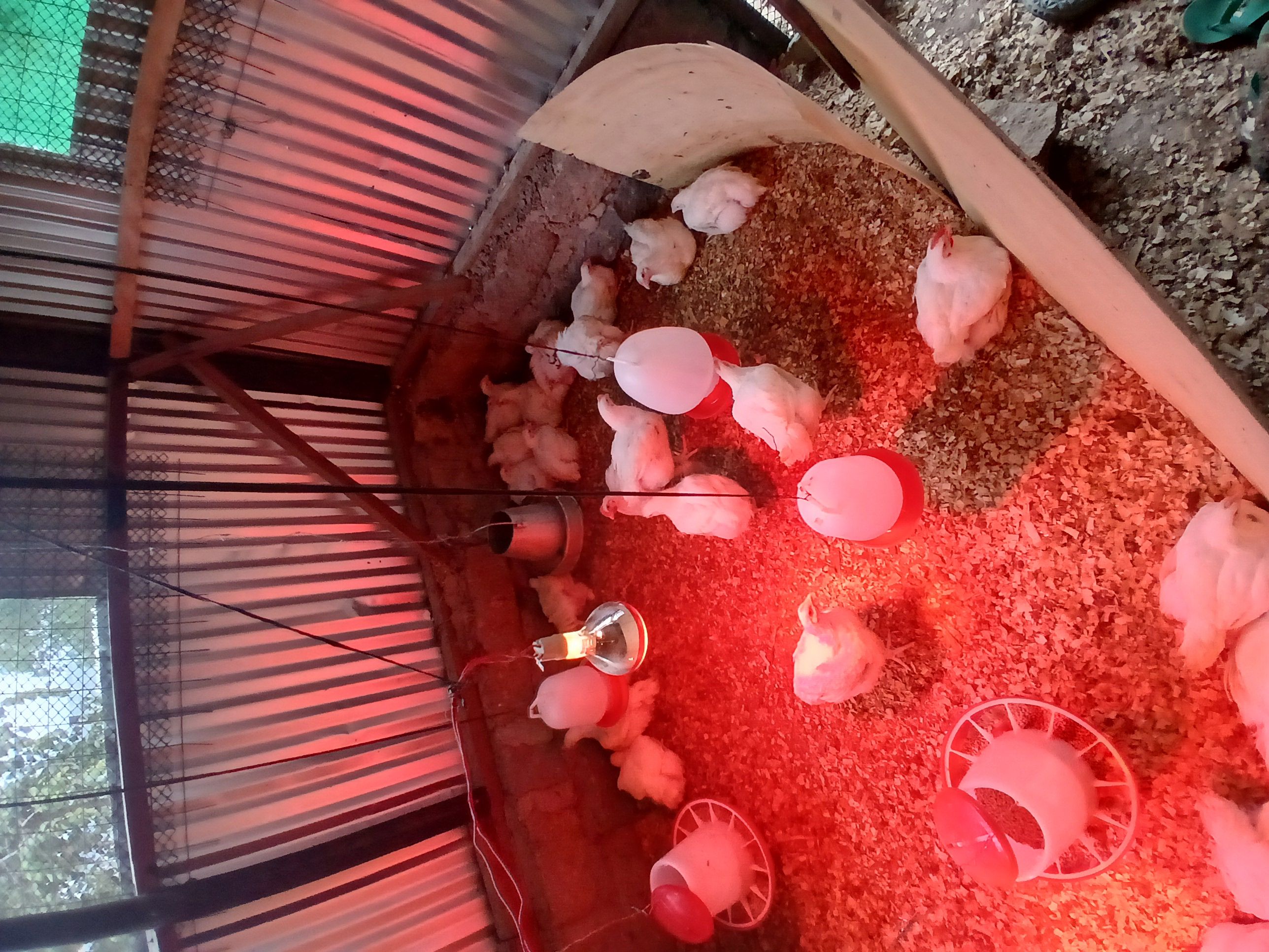 Broiler