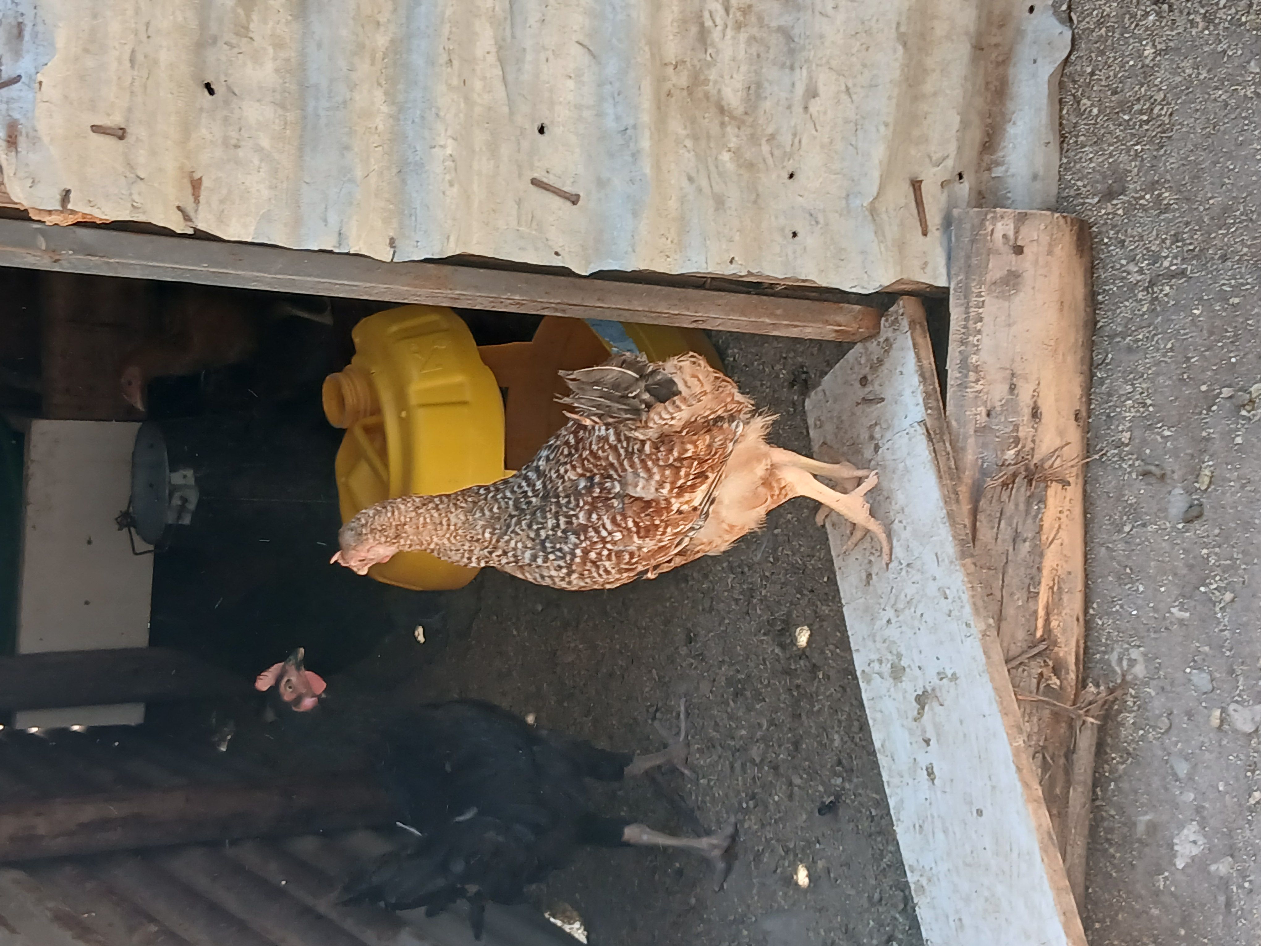 IMPROVED KIENYEJI HEN – 800.00 KSh