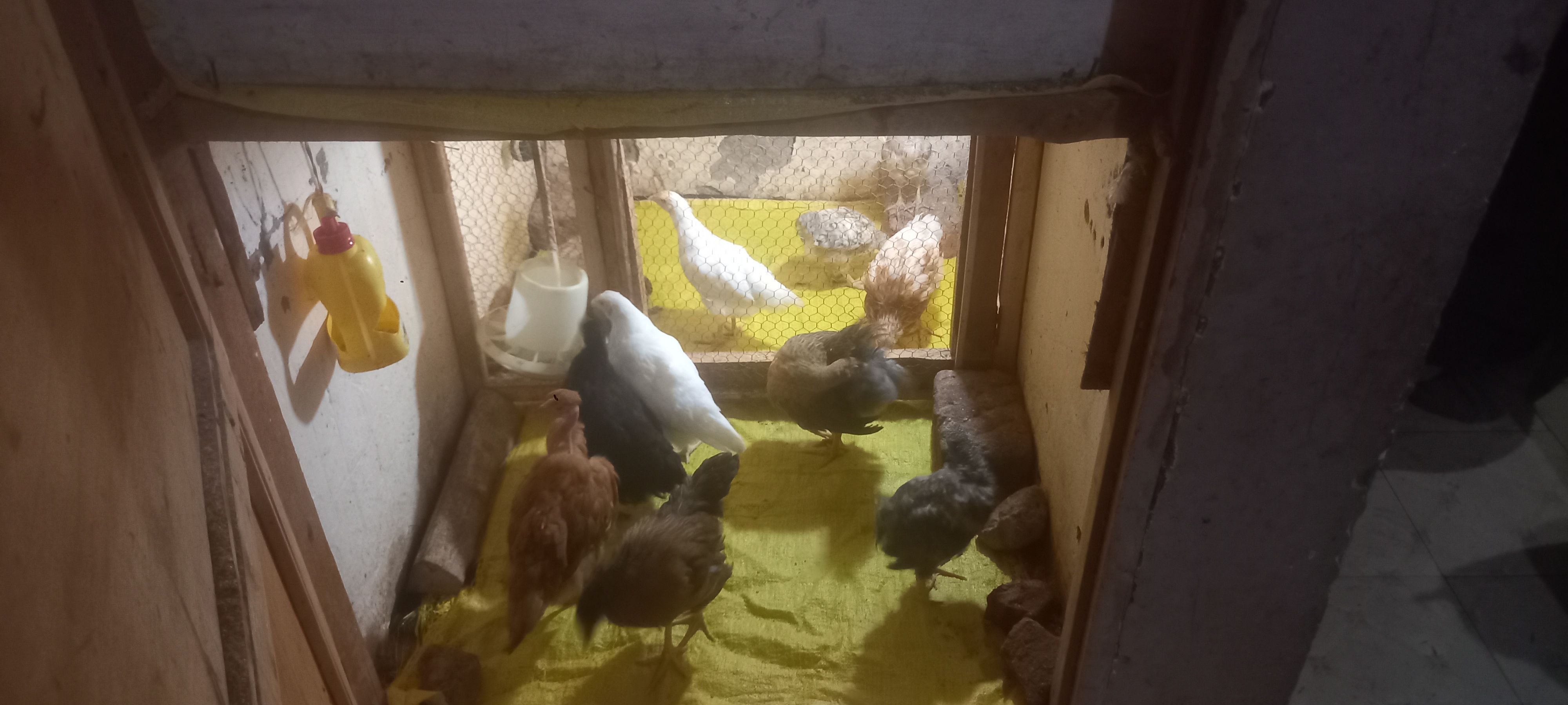 chicks